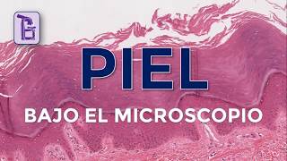 Piel bajo el microscopio [upl. by Bruckner]