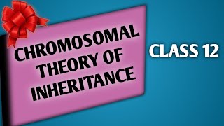 CHROMOSOMAL THEORY OF HEREDITY  Chromosomal Theory Of Inheritance [upl. by Kilgore42]