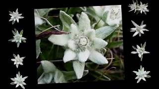 Richard Rodgers Edelweiss  Piano Solo [upl. by Accebor]