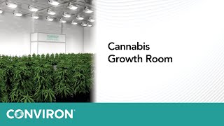 Cannabis Growth Room [upl. by Itteb]