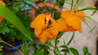 How to Grow and Care Crossandra Plant Aboli  My Sweet Little Garden [upl. by Onfre4]