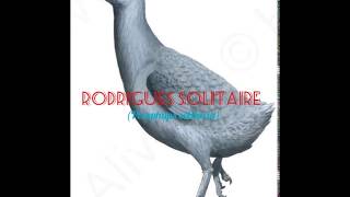 Drawing 1 Rodrigues Solitaire Pezophaps solitaria [upl. by Haleak]