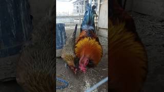 Cold Morning feeding New gamefowl yard [upl. by Trbor]