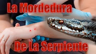 La Mordedura De La Vibora [upl. by Nehemiah878]