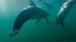 Dolphins Fight Off Shark  BBC Earth [upl. by Hummel]