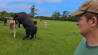 MASSIVE BULL MEETS TINY FLUFFY COWS [upl. by Pacien]