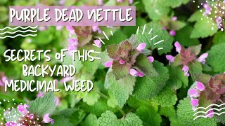 Purple Dead Nettle 5 Surprising Benefits [upl. by Nayrb395]