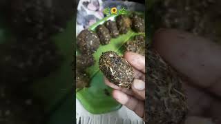 Chemical FreeReuse of Flowers🌻ytshorts diwali2024 diwalispecial reuse reuseidea driedflowers [upl. by Clyte395]