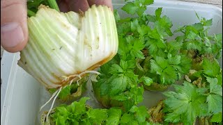 The Absolute Easiest Way To Regrow Celery From Store Bought Stalks [upl. by Frankie]