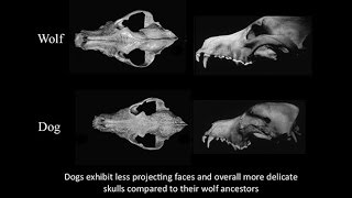 CARTA Domestication Transformation of Wolf to Dog Fox Domestication Craniofacial Feminization [upl. by Odnalref]