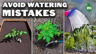 5 Watering Mistakes Youre Probably Making [upl. by Worl]