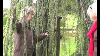 Cedrus atlantica Glauca Pendula Weeping blue Cedar [upl. by Erialb375]