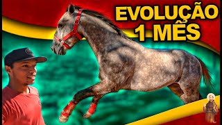 Evolução do nosso cavalo 1 mês [upl. by Lashonde]