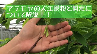 【アテモヤ】人工授粉の必要性を踏まえてやり方を解説します！Atemoya [upl. by Ennovoj]