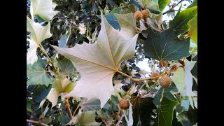 Mexican Sycamore Up Close [upl. by Yajeet910]