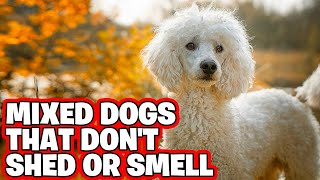 10 Best Mixed Dogs That Dont Shed Or Smell Recommend By Pet Experts [upl. by Llevol479]