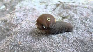 Eastern Tiger Swallowtail caterpillar [upl. by Carolin]