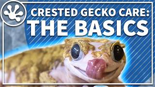 Crested Gecko Care Guide The Basics  Everything You Need To Get Started With Your Crested Gecko [upl. by Notxed]