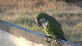 Monk Parakeets In The Wild  Myiopsitta monachus [upl. by Selia]