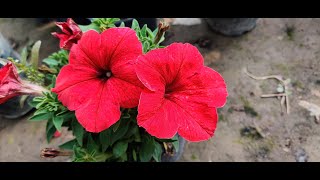 Short Video⎪How to grow Petunia from seeds and here is the update [upl. by Bronez]