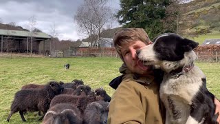 How to train a sheepdog [upl. by Swec]