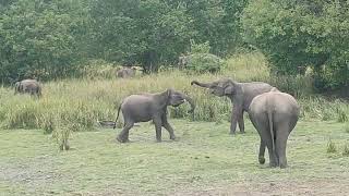 Elephants in Minneriya National Park [upl. by Nireil]