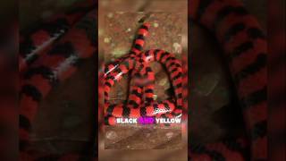 The Scarlet King Snake Natures Master of Deception [upl. by Sirred4]