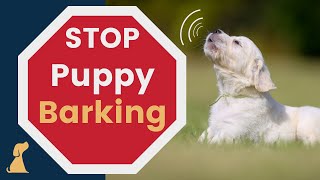 How to Stop Puppy Barking  Training Tips [upl. by Uon]