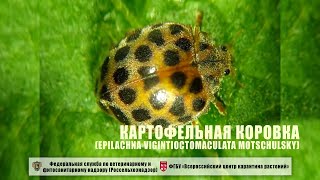 Картофельная коровка Epilachna vigintioctomaculata Motschulsky [upl. by Waldon]