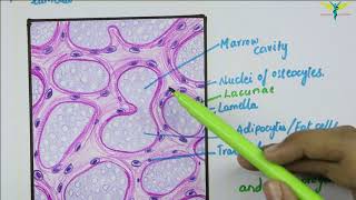 Histology of Spongy Bone [upl. by Deys889]