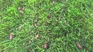 Over Seeding using Core Aeration and Compost [upl. by Burnside]