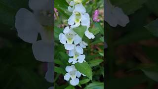 White Angelonia 안젤로니아 flowers [upl. by Taft]