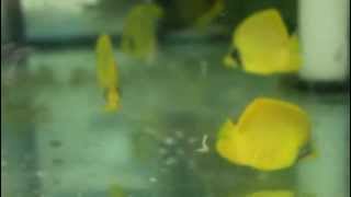 Golden Butterflyfish  Chaetodon Semilarvatus130  WWWNYAquaticcom [upl. by Norehs]