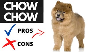 Chow Chow Pros And Cons SHOCKING [upl. by Lekar458]