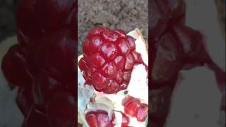 I Got a Free Pomegranate Tree Using This Genius Hack [upl. by Armallas]