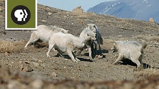 Wolf Pack Teams Up to Fight Off Intruder [upl. by Idroj]