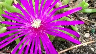 Ice Plant Delosperma Psychedelic Plants [upl. by Rutra]