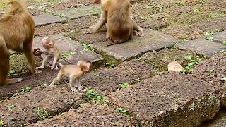 Two brother baby monkeys play with another monkeys [upl. by Milford810]