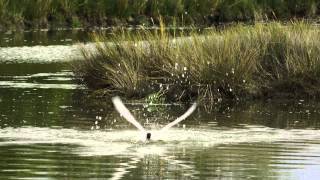 Caspian Tern Fishing [upl. by Hortense]