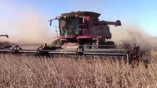 3 Case IH 8230 AxialFlow Combines Harvesting Soybeans [upl. by Htenaj]