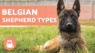 TYPES OF BELGIAN SHEPHERD  Names and Information [upl. by Atiuqrahs567]