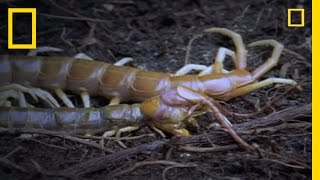 Eating Myself Giant Centipede  National Geographic [upl. by Toor]