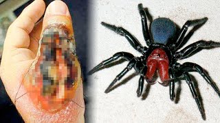 10 GIFTIGSTE SPINNEN BETEN TER WERELD 🕷 [upl. by Jak798]