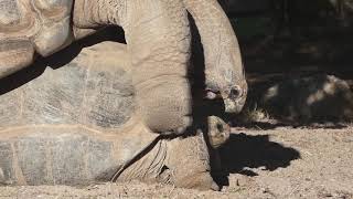 💗 Accouplement de Tortues Géantes des Seychelles 💗 [upl. by Cazzie]