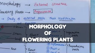 Morphology of flowering plants  Tamil [upl. by Eenal]