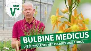 Bulbine Medicus  Die ErsteHilfePflanze [upl. by Nylg]