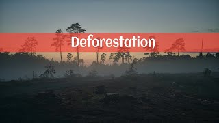 Deforestation Project Writing Environmental Studies [upl. by Enened]