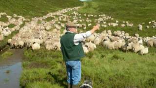 Working Bearded Collie Sheepdogs Driving One Thousand Sheep  Version 2 [upl. by Gustav202]