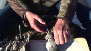 How to Field Dress Quail skin amp clean  3 Techniques [upl. by Derraj]