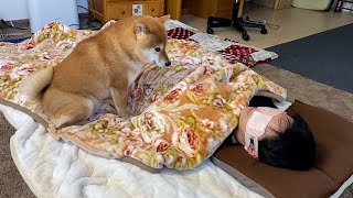 体調不良で横になる飼い主、その後の柴犬の行動に涙が溢れる。 [upl. by Neibaf]